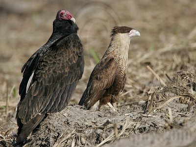 _MG_9706 Crested Caracara  Turkey Vulture.jpg