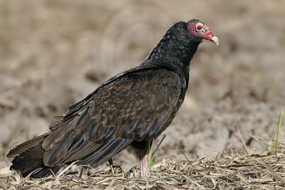 _MG_9530 Turkey Vulture.jpg
