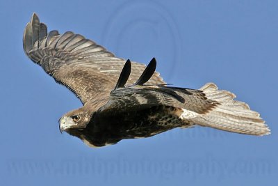 _MG_0183 White-tailed Hawk.jpg