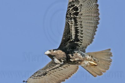 _MG_0187 White-tailed Hawk.jpg