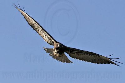 _MG_0220 White-tailed Hawk.jpg