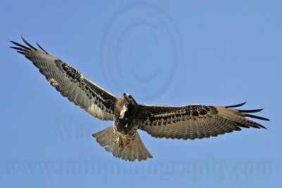 _MG_0363 White-tailed Hawk.jpg