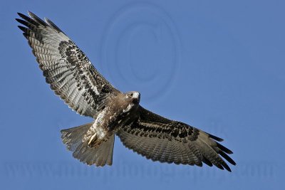 _MG_0370 White-tailed Hawk.jpg