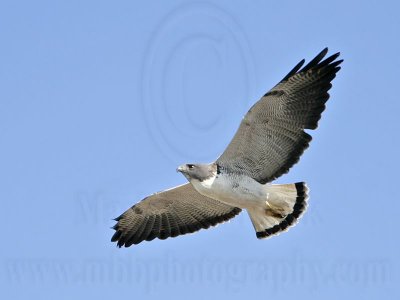 _MG_3844 White-tailed Hawk.jpg