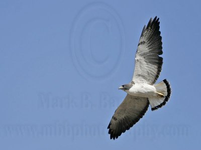 _MG_3847 White-tailed Hawk.jpg