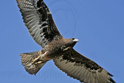 _MG_4545 White-tailed Hawk.jpg