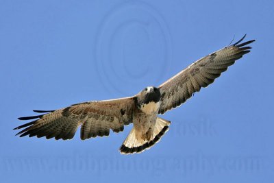 _MG_8707 White-tailed Hawk.jpg