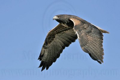 _MG_8747 White-tailed Hawk.jpg