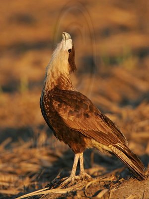 _MG_2574 Crested Caracara.jpg