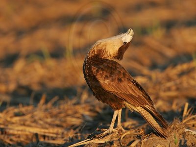 _MG_2575 Crested Caracara.jpg