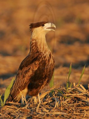 _MG_2583 Crested Caracara.jpg