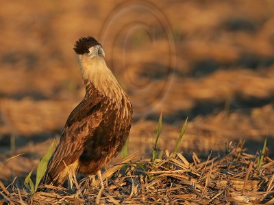 _MG_2589 Crested Caracara.jpg