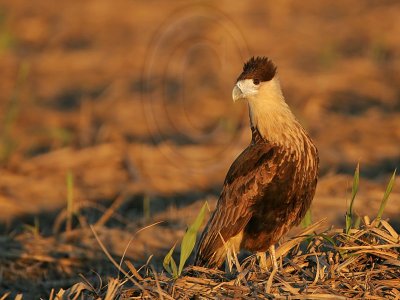 _MG_2590 Crested Caracara.jpg