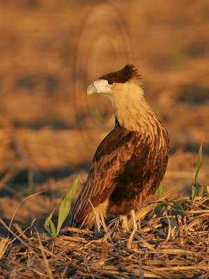 _MG_2591 Crested Caracara.jpg