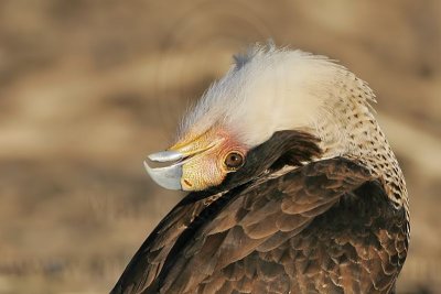 _MG_7609 Crested Caracara.jpg