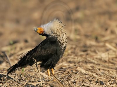 _MG_7653 Crested Caracara.jpg