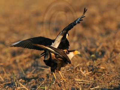 _MG_8976 Crested Caracara.jpg