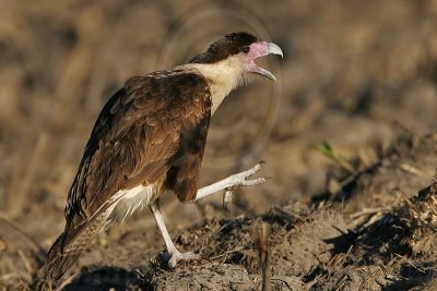 _MG_7440 Crested Caracara.jpg