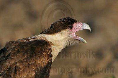 _MG_7440crop Crested Caracara.jpg