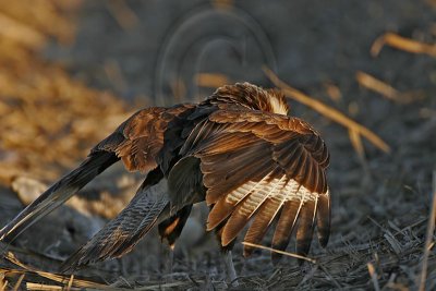 _MG_8790 Crested Caracara.jpg