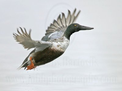 _MG_9303 Northern Shoveler.jpg