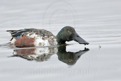 _MG_9660 Northern Shoveler.jpg