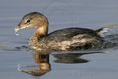 _MG_0633 Pied-billed Grebe.jpg