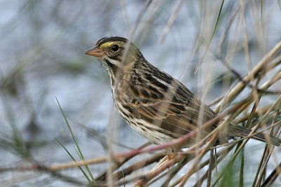 _MG_1023 Savannah Sparrow.jpg