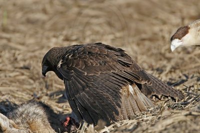 _MG_1147 Crested Caracara & White-tailed Hawk.jpg