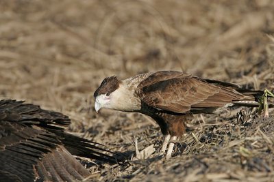 _MG_1149 Crested Caracara & White-tailed Hawk.jpg