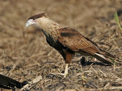 _MG_1150 Crested Caracara & White-tailed Hawk.jpg