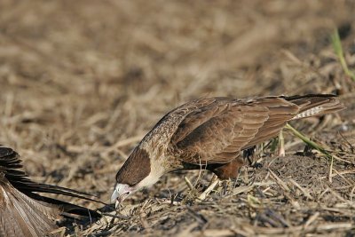 _MG_1153 Crested Caracara & White-tailed Hawk.jpg