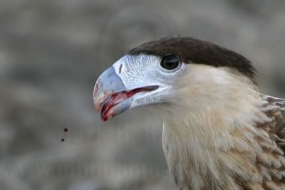 _MG_2798crop Crested Caracara.jpg