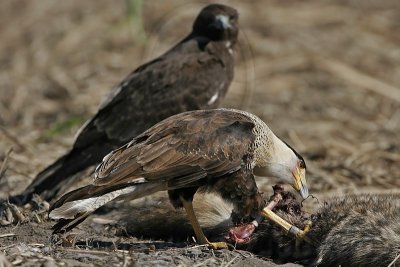 _MG_5265 Crested Caracara & White-tailed Hawk.jpg