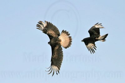 _MG_6897 Crested Caracara.jpg