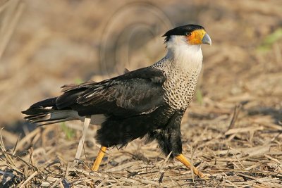 _MG_7704 Crested Caracara.jpg