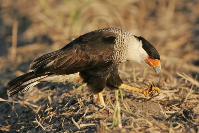 _MG_8453 Crested Caracara.jpg