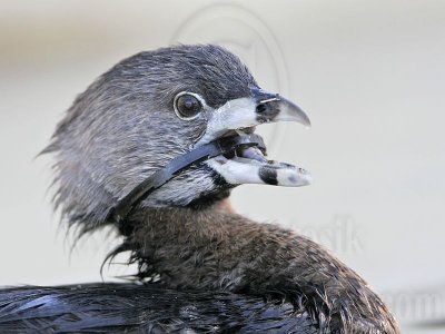 _MG_8734 Pied-billed Grebe.jpg