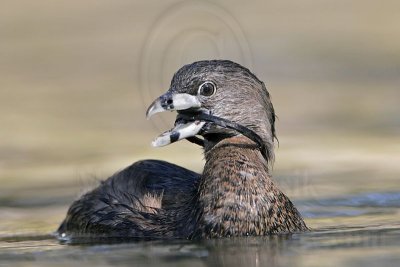 _MG_9015 Pied-billed Grebe.jpg