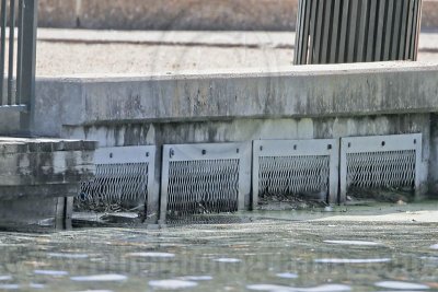 _MG_9437 Deadly Overflow Trap at Hermann Park.jpg