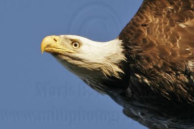 _MG_3465 Bald Eagle.jpg