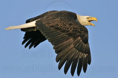 _MG_3492 Bald Eagle.jpg