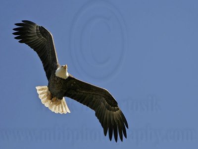 _MG_5148 Bald Eagle.jpg