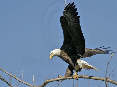 _MG_5480 Bald Eagle.jpg