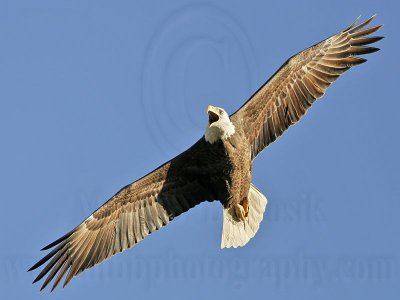 _MG_5890 Bald Eagle.jpg