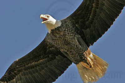_MG_5923 Bald Eagle.jpg