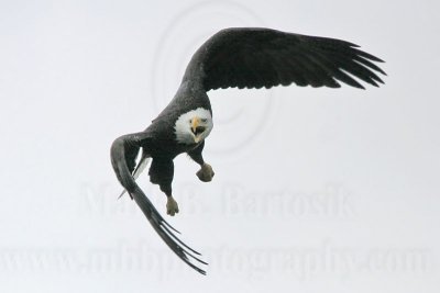 _MG_1862 Bald Eagle.jpg
