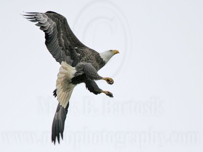 _MG_2323 Bald Eagle.jpg