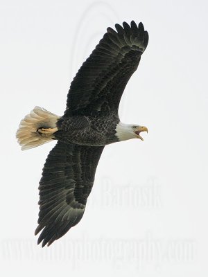 _MG_2404 Bald Eagle.jpg