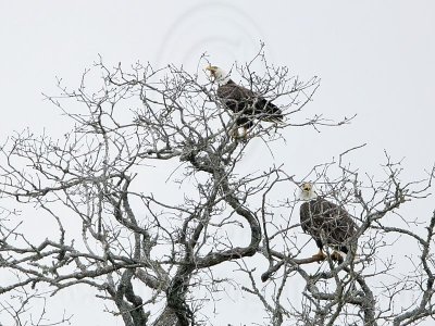 _MG_2465 Bald Eagle.jpg